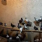 حمام للبيع