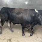 ثور سويسري فحل منتج