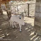 عدد اثنين فحول صنف الصنف