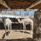 حشوان عفر كفو عدد 2