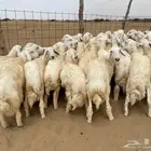 طليان حريه عدد 40(تم البيع )