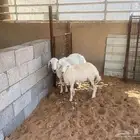 حريه والد