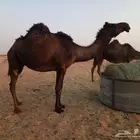 لقحه