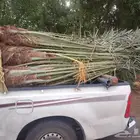نخل للبيع مثمرة جميع المقاسات متوفره