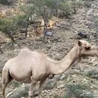 ابل للبيع