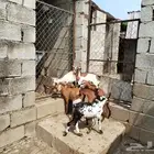 تيوس وعنقان بلدي
