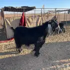 تيس فحل عارضي