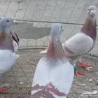 زواجل اصيله ومن سلاله قويه