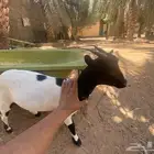 للبيع جفره ماعز قزم