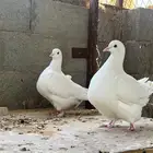 حمام فرش ابيض