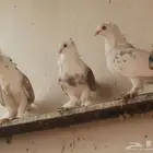 حمام بلجيكي للبيع