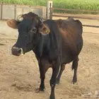 بقره لقاح سبع اشهر تقريبا