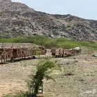 نحل للبيع