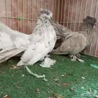 أجواز رقاص أشكال والوان عرض 1