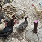للبيع بط