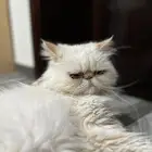قط بكي فيس