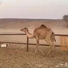 بكره هجن حقه تشرق لقيه