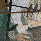 طيور كروان عشه كامله منتجين