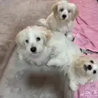 كلاب مالتيز