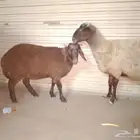 تم البيع