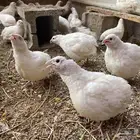 سمان أوروبي ( تم البيع )
