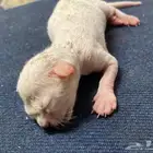 قط صغير للتبني