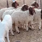 طليان نعيميات وحريات