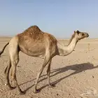 ناقه لقحه