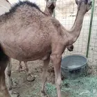قعدان