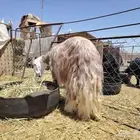 نعجه نجديه شقراء