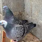 جوز فرش استنسل