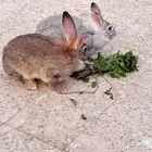 أرانب واحد أنثى وواحد ذكر