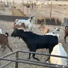 ماعز