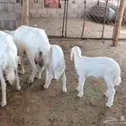 ضان ولد 4 تحتها 4