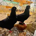جوز قطيفي عورقه معقده
