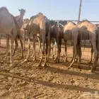 قعدان صومالية أوزان عالية فرصة لتجار الجملة