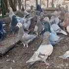 حمام لاحم فرنسي ذكور أحجام