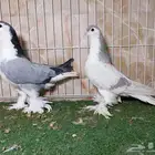 شيرازيات بارلس ولافندر