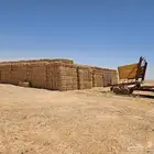 تبن قمح جديد هذي السنة