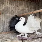 حمام رقاص هندي