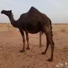لقحه طيبه