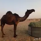 بكر لقحه بثانيها