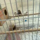 طيور زينه زيبرا للتبني