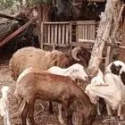 خروف نعيمي فحل رباع