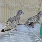 يمام زيبرا دوف دووف الرياض الاحساء