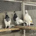 حمام باكستاني