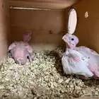 باستين كروان نوادر