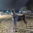 سوم على حصان سبوق شعبي قوي للبيع في المدينة المنورة