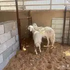 حريه معها خروف