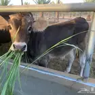 حسيل لباني 4 شهور شقراء